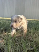 Mater, a male Miniature Australian Shepherd for sale in Prague, OK – 2 of 8