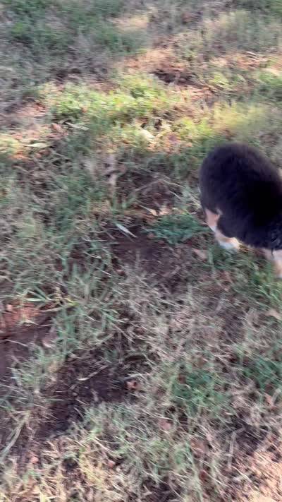 Ella, a female Miniature Australian Shepherd for sale in Prague, OK – 4 of 5