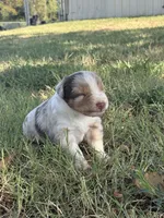 Rusty, a male Miniature Australian Shepherd for sale in Prague, OK – 4 of 9