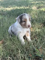 Rusty, a male Miniature Australian Shepherd for sale in Prague, OK – 2 of 9