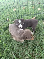 Hank, a male Miniature Australian Shepherd for sale in Prague, OK – 7 of 7