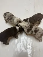 Hank, a male Miniature Australian Shepherd for sale in Prague, OK – 4 of 7