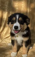 Ella, a female Miniature Australian Shepherd for sale in Prague, OK – 2 of 5