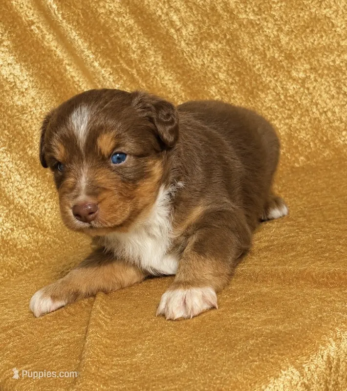 Rosie – Miniature Australian Shepherd puppy for sale in Prague, OK