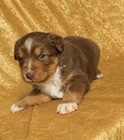 Rosie, a female Miniature Australian Shepherd for sale in Prague, OK – 1 of 6