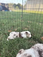 Mater, a male Miniature Australian Shepherd for sale in Prague, OK – 5 of 8