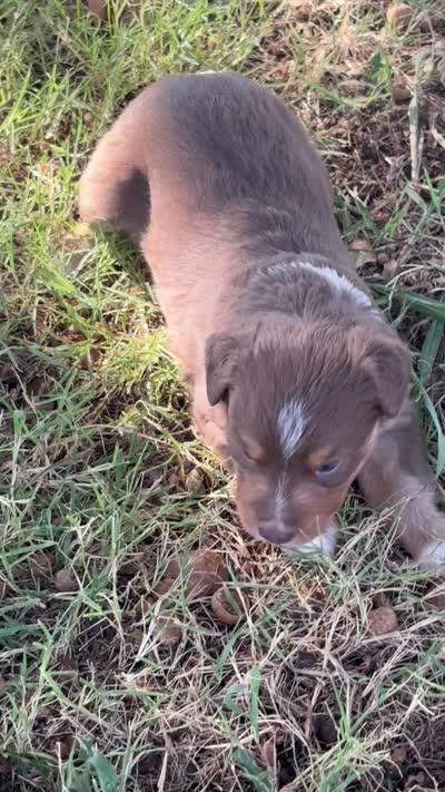 Rosie, a female Miniature Australian Shepherd for sale in Prague, OK – 6 of 6