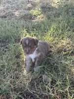 Rosie, a female Miniature Australian Shepherd for sale in Prague, OK – 4 of 6