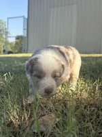 Mater, a male Miniature Australian Shepherd for sale in Prague, OK – 3 of 8