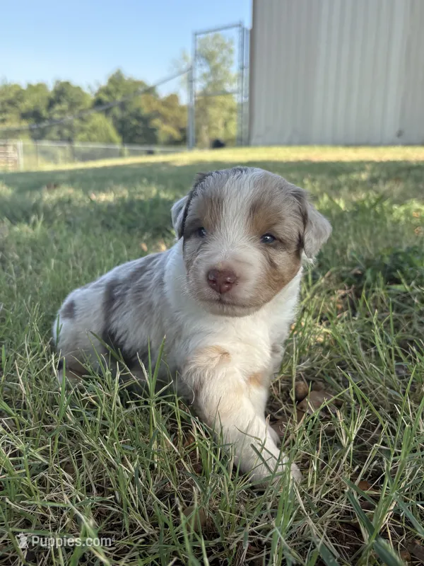 Rusty – Miniature Australian Shepherd puppy for sale in Prague, OK