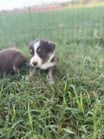 Hank, a male Miniature Australian Shepherd for sale in Prague, OK – 6 of 7