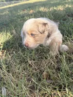 Mater, a male Miniature Australian Shepherd for sale in Prague, OK – 6 of 8