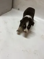 Hank, a male Miniature Australian Shepherd for sale in Prague, OK – 2 of 7