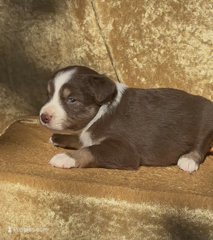 Hank – Miniature Australian Shepherd puppy for sale in Prague, OK