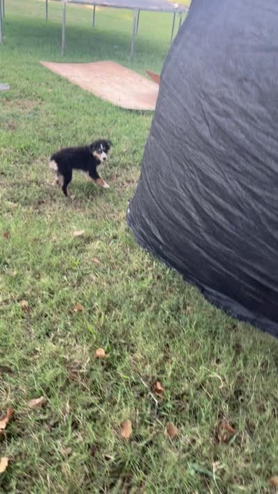 Ella, a female Miniature Australian Shepherd for sale in Prague, OK – 5 of 5