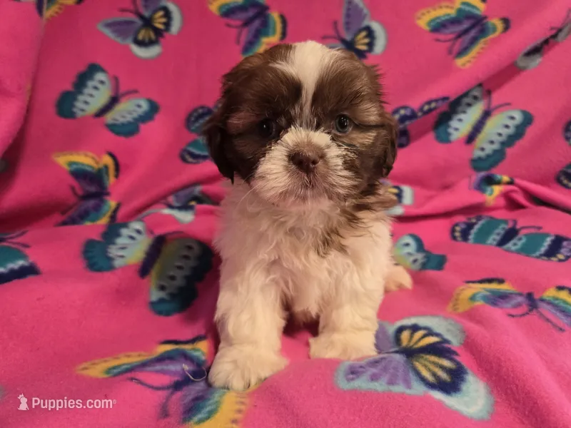 Shihtzu – Shih Tzu puppy for sale in Buffalo, NY