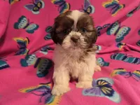 Shihtzu, a female Shih Tzu for sale in Buffalo, NY – 4 of 4