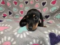 Mini Dachshund, a female Miniature Dachshund for sale in Buffalo, NY – 3 of 4