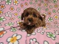 Cavapoo, a female Cavalier King Charles Spaniel and Poodle - Miniature  for sale in Buffalo, NY – 2 of 4