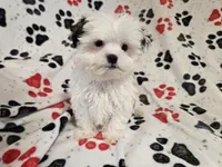 Maltese / shihtzu, a male Maltese and Shih Tzu for sale in Buffalo, NY – 4 of 5
