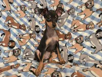 Mini Pinscher, a male Miniature Pinscher for sale in Buffalo, NY – 3 of 4