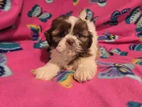 Shihtzu , a female Shih Tzu for sale in Buffalo, NY – 3 of 4