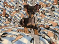 Mini Pinscher, a male Miniature Pinscher for sale in Buffalo, NY – 5 of 5