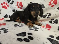 Mini Dachshund, a male Miniature Dachshund for sale in Buffalo, NY – 4 of 4