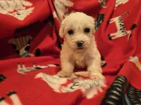 Bichon /Maltese , a male Bichon Frise and Maltese for sale in Buffalo, NY – 4 of 4