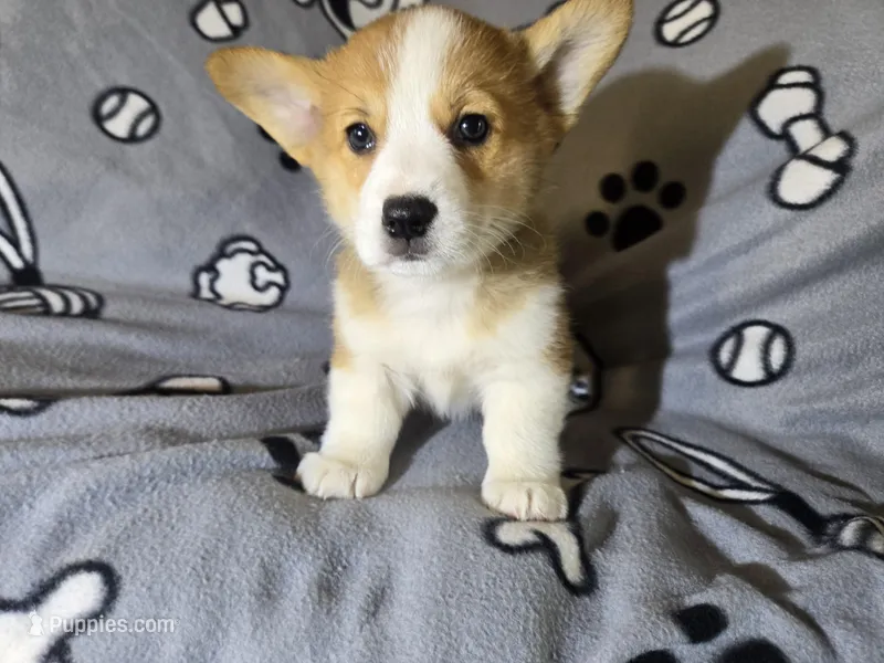 Corgi – Pembroke Welsh Corgi puppy for sale in Buffalo, NY