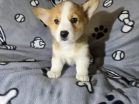 Corgi, a male Pembroke Welsh Corgi for sale in Buffalo, NY – Photo 1 of 6