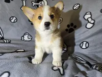 Corgi, a male Pembroke Welsh Corgi for sale in Buffalo, NY – Photo 4 of 6