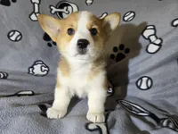 Corgi, a male Pembroke Welsh Corgi for sale in Buffalo, NY – Photo 5 of 6