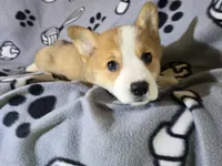 Corgi, a male Pembroke Welsh Corgi for sale in Buffalo, NY – Photo 2 of 6