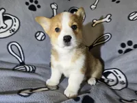 Corgi, a male Pembroke Welsh Corgi for sale in Buffalo, NY – Photo 6 of 6