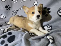 Corgi, a male Pembroke Welsh Corgi for sale in Buffalo, NY – Photo 3 of 6