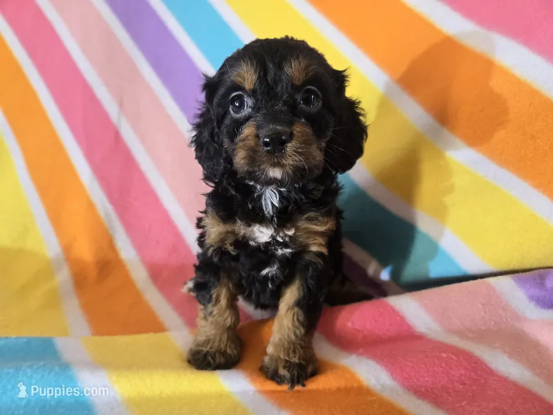 Cockapoo – Cockapoo puppy for sale in Buffalo, NY