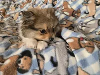 Pomeranian , a male Pomeranian for sale in Buffalo, NY – 5 of 5