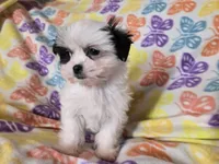 Maltese /Shihtzu , a female Maltese and Shih Tzu for sale in Buffalo, NY – Photo 4 of 5