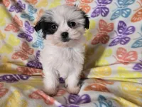 Maltese /Shihtzu , a female Maltese and Shih Tzu for sale in Buffalo, NY – Photo 5 of 5