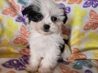 Maltese /Shihtzu , a female Maltese and Shih Tzu for sale in Buffalo, NY – Photo 1 of 5
