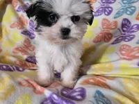 Maltese /Shihtzu , a female Maltese and Shih Tzu for sale in Buffalo, NY – Photo 2 of 5
