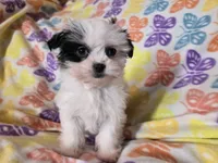 Maltese /Shihtzu , a female Maltese and Shih Tzu for sale in Buffalo, NY – Photo 3 of 5