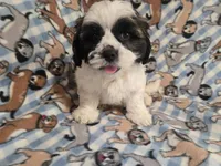 Shihtzu /Maltese mix, a male Maltese and Shih Tzu for sale in Buffalo, NY – 3 of 4