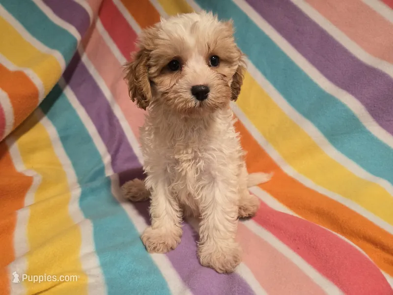 Cavapoo – Cavapoo puppy for sale in Buffalo, NY