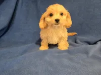 Cavachon , a male Cavachon for sale in Buffalo, NY – 3 of 4