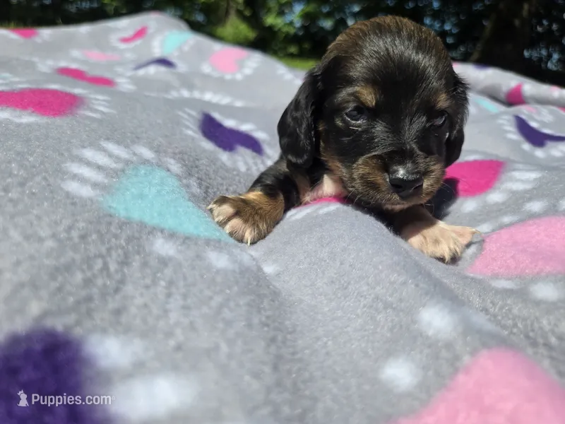 Mini Dachshund – Miniature Dachshund puppy for sale in Buffalo, NY