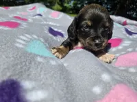 Mini Dachshund, a female Miniature Dachshund for sale in Buffalo, NY – 1 of 4