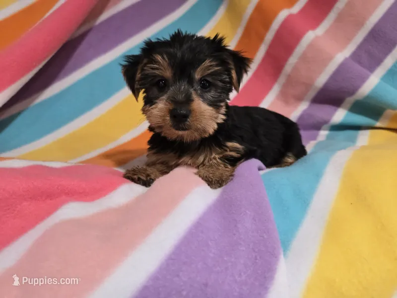Yorkie Terrier – Yorkshire Terrier puppy for sale in Buffalo, NY