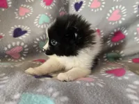 Pomeranian , a female Pomeranian for sale in Buffalo, NY – Photo 5 of 6